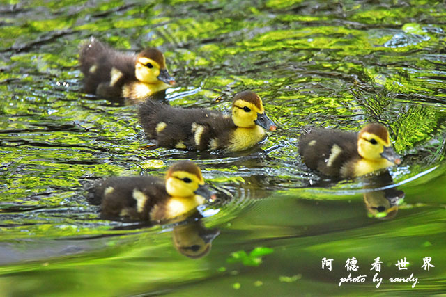 前山公園0405 058.JPG 前山公園0405 058.JPG