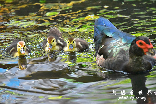 前山公園0405 056.JPG 前山公園0405 056.JPG