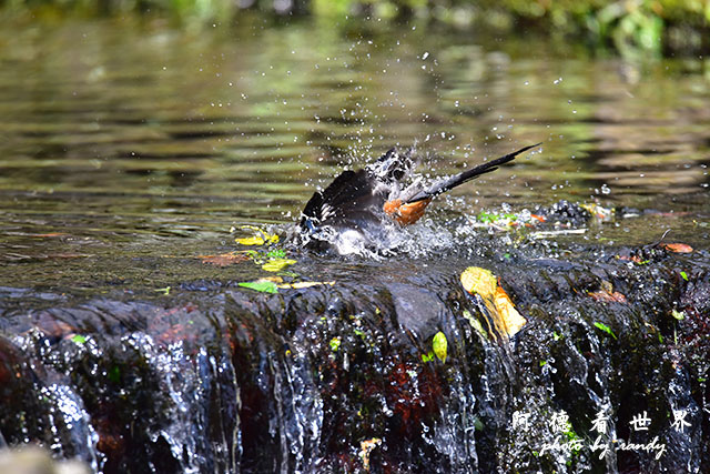 前山公園0405 071.JPG 前山公園0405 071.JPG