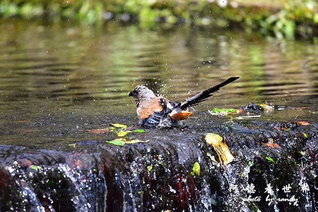 前山公園0405 077.JPG 前山公園0405 077.JPG