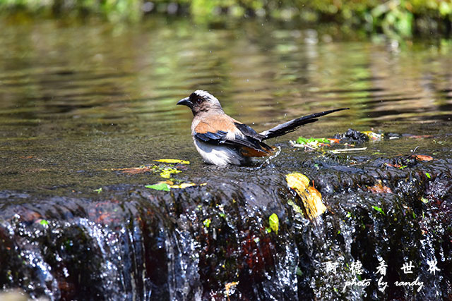 前山公園0405 079.JPG 前山公園0405 079.JPG