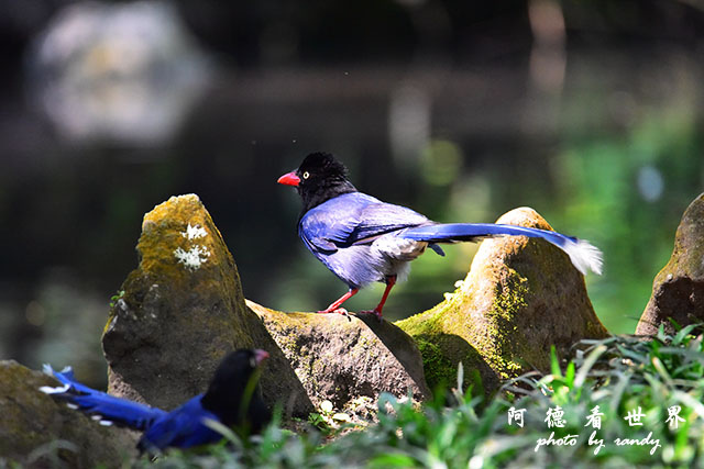 前山公園0405 109.JPG 前山公園0405 109.JPG