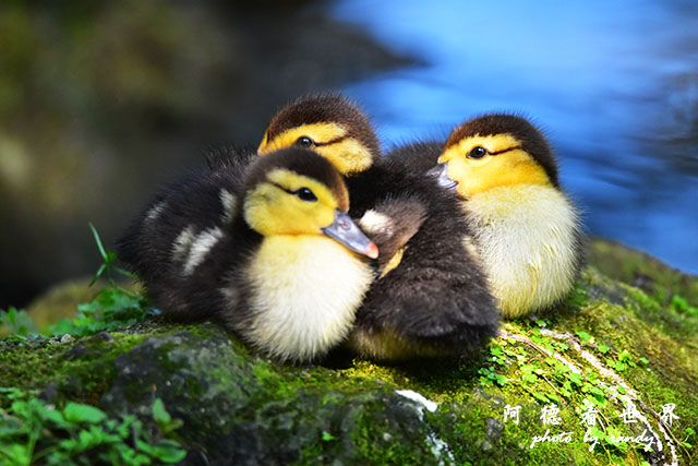 前山公園0405 149.JPG 前山公園0405 149.JPG