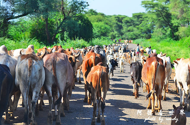 bogoriaD7000 038.JPG bogoriaD7000 038.JPG