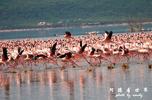 bogoriaD7000 161.JPG bogoriaD7000 161.JPG