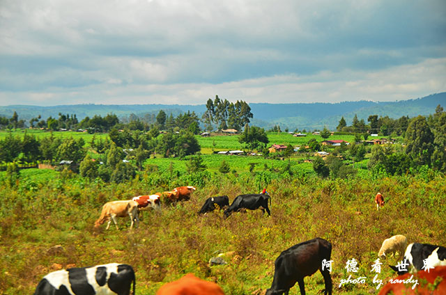 kericho1D7000 008.JPG kericho1D7000 008.JPG