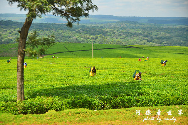 kericho1D7000 035.JPG kericho1D7000 035.JPG