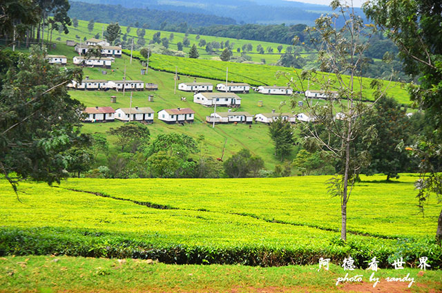 kericho1D7000 048.JPG kericho1D7000 048.JPG