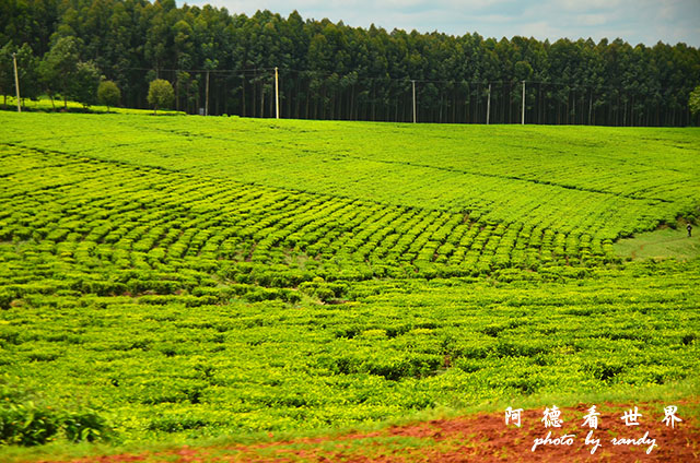 kericho1D7000 046.JPG kericho1D7000 046.JPG