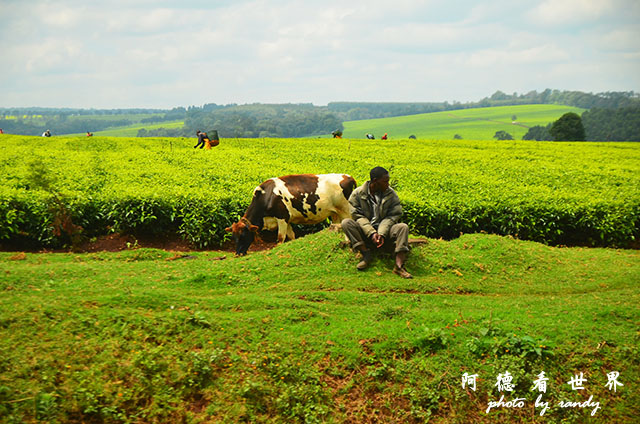 kericho1D7000 093.JPG kericho1D7000 093.JPG