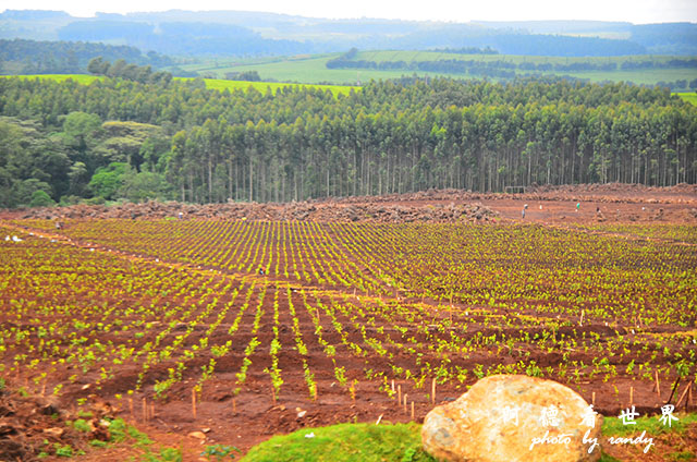 kericho1D7000 057.JPG kericho1D7000 057.JPG