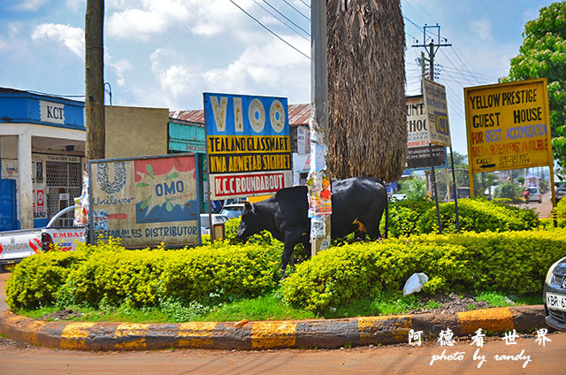 kericho1D7000 129.JPG kericho1D7000 129.JPG