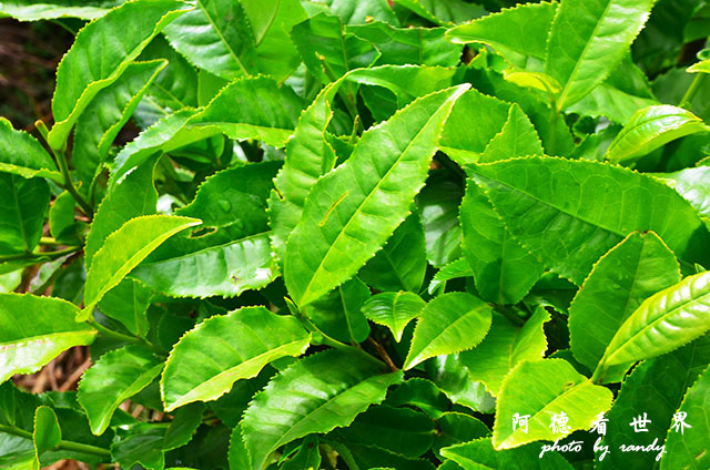 kericho2D7000 003.JPG kericho2D7000 003.JPG