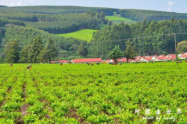 kericho2D7000 012.JPG kericho2D7000 012.JPG