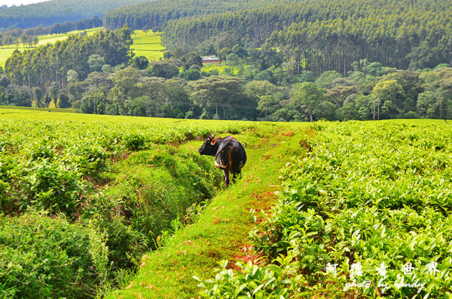 kericho2D7000 015.JPG kericho2D7000 015.JPG