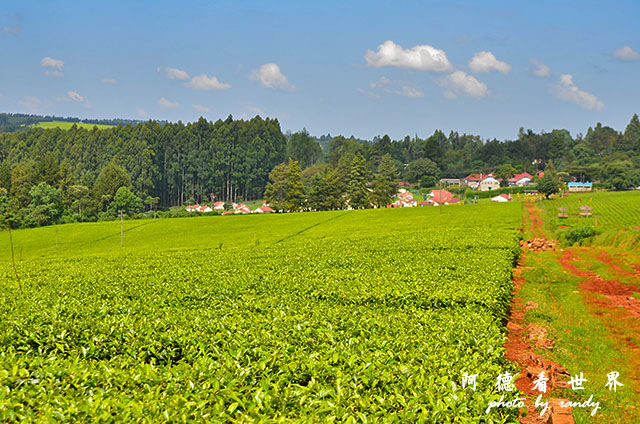 kericho2D7000 046.JPG kericho2D7000 046.JPG