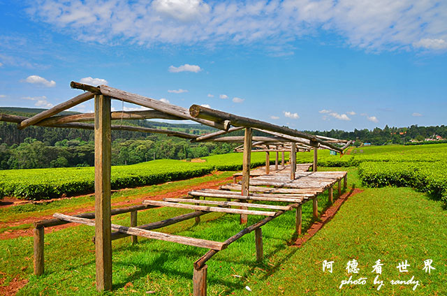 kericho2D7000 040.JPG kericho2D7000 040.JPG