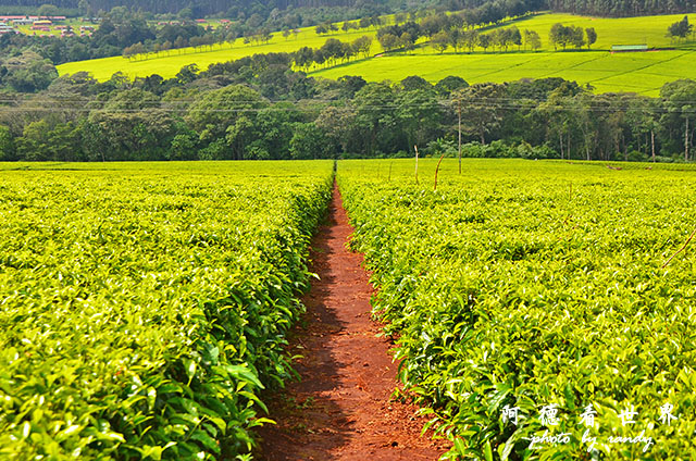 kericho2D7000 066.JPG kericho2D7000 066.JPG