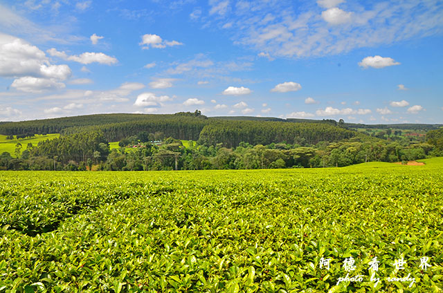 kericho2D7000 049.JPG kericho2D7000 049.JPG