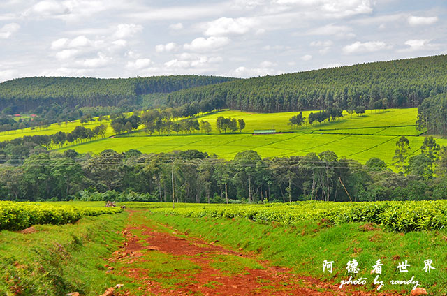 kericho2D7000 059.JPG kericho2D7000 059.JPG