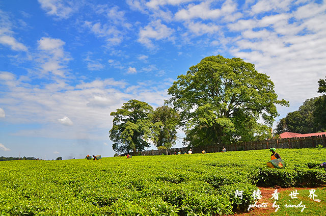 kericho2D7000 068.JPG kericho2D7000 068.JPG