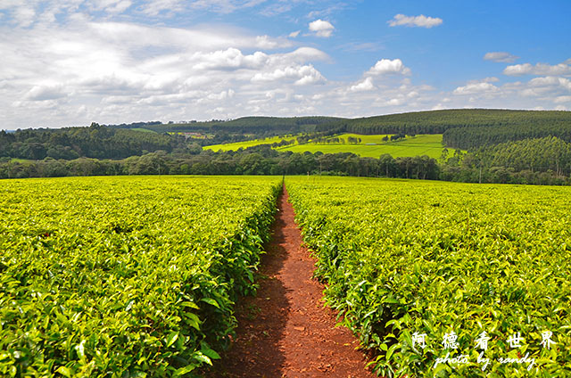 kericho2D7000 067.JPG kericho2D7000 067.JPG