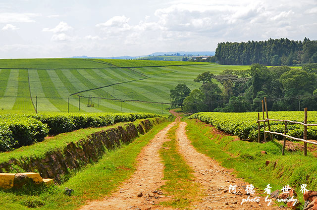 kericho2D7000 073.JPG kericho2D7000 073.JPG