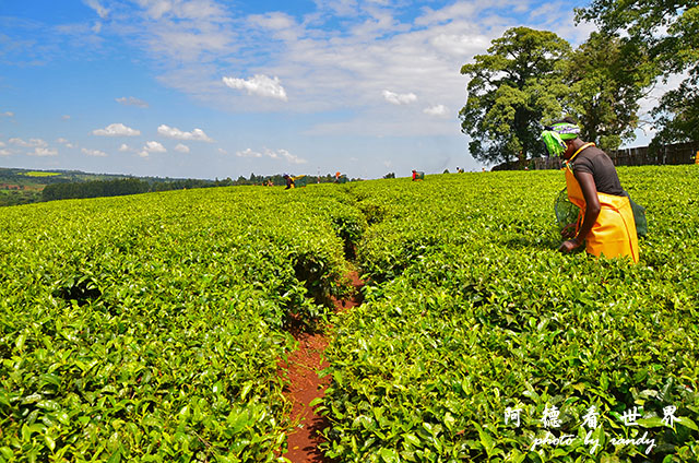 kericho2D7000 070.JPG kericho2D7000 070.JPG