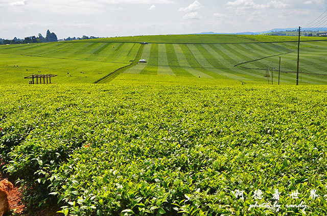 kericho2D7000 074.JPG kericho2D7000 074.JPG