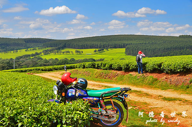 kericho2D7000 079.JPG kericho2D7000 079.JPG