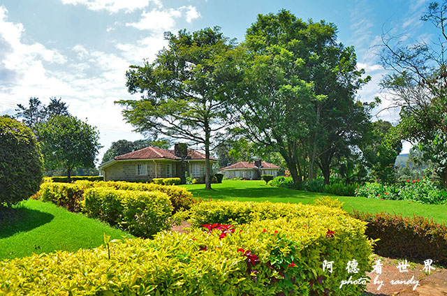 kericho2D7000 104.JPG kericho2D7000 104.JPG