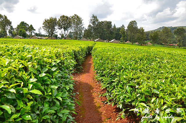 kericho2D7000 128.JPG kericho2D7000 128.JPG