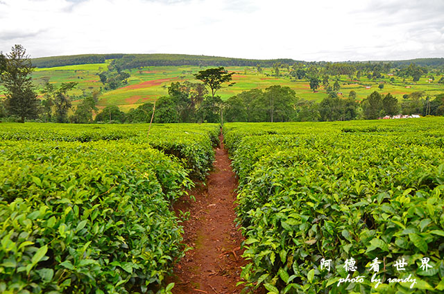 kericho2D7000 132.JPG kericho2D7000 132.JPG