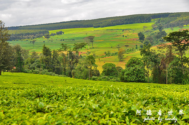 kericho2D7000 131.JPG kericho2D7000 131.JPG