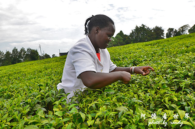 kericho2D7000 142.JPG kericho2D7000 142.JPG