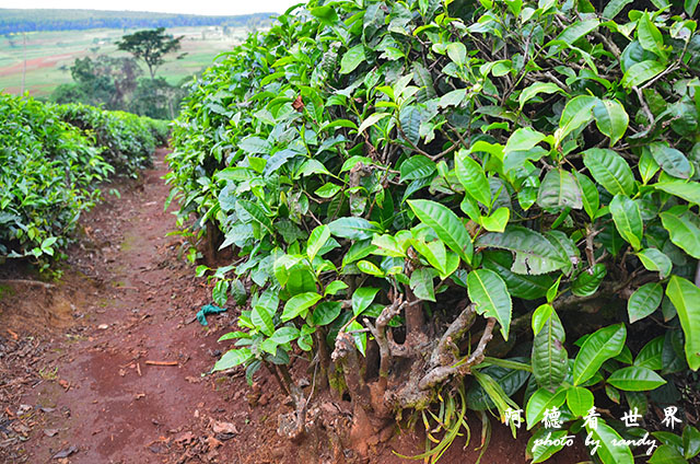 kericho2D7000 133.JPG kericho2D7000 133.JPG