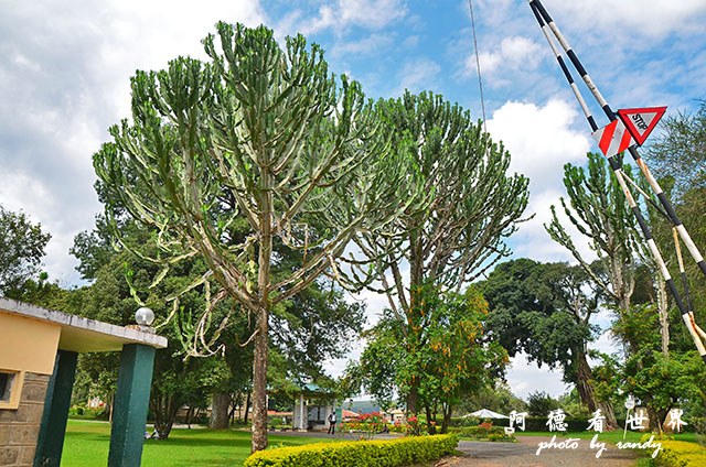 kericho2D7000 154.JPG kericho2D7000 154.JPG