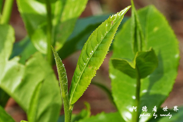 kericho2FZ200 (17).JPG kericho2FZ200 (17).JPG