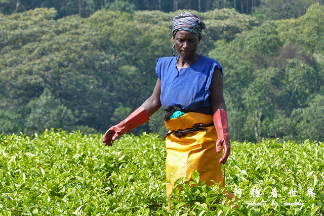 kericho2FZ200 (19).JPG kericho2FZ200 (19).JPG