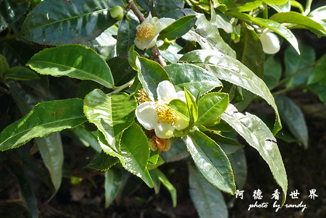 kericho2FZ200 (31).JPG kericho2FZ200 (31).JPG