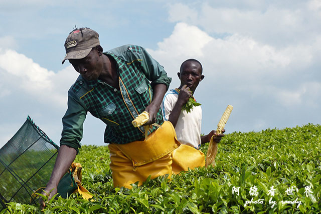 kericho2FZ200 (38).JPG kericho2FZ200 (38).JPG