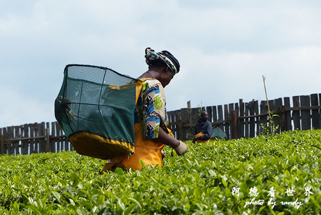 kericho2FZ200 (39).JPG kericho2FZ200 (39).JPG