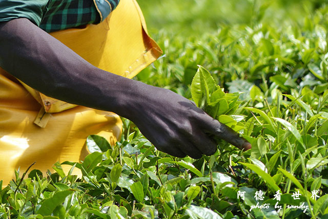 kericho2FZ200 (44).JPG kericho2FZ200 (44).JPG