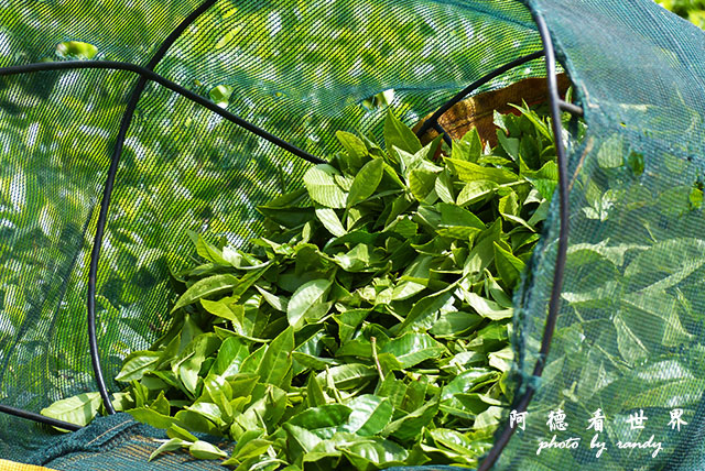 kericho2FZ200 (49).JPG kericho2FZ200 (49).JPG