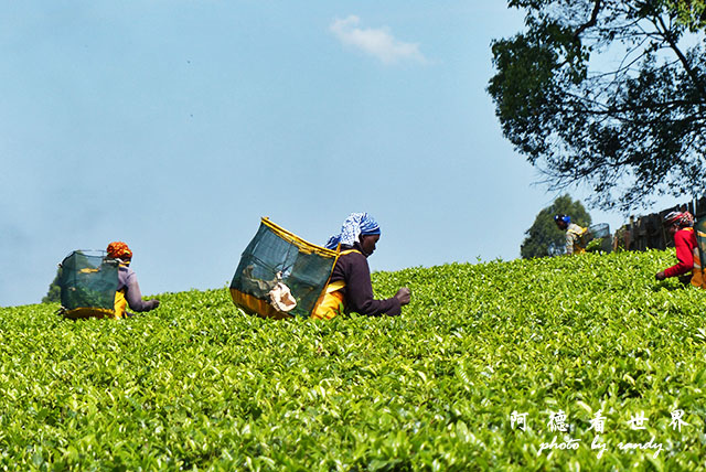 kericho2FZ200 (46).JPG kericho2FZ200 (46).JPG