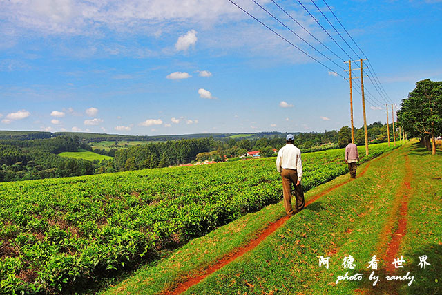 kericho2P7700 017.JPG kericho2P7700 017.JPG