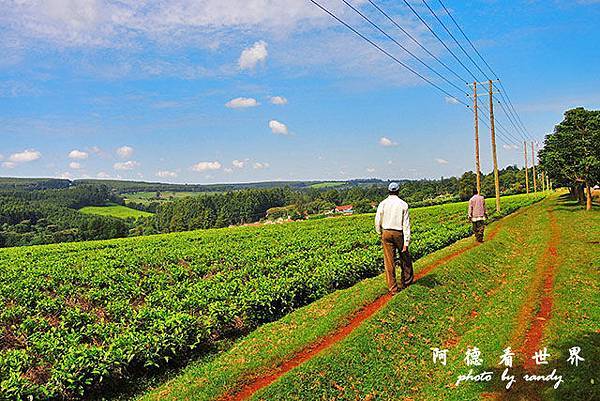 kericho2P7700 017.JPG