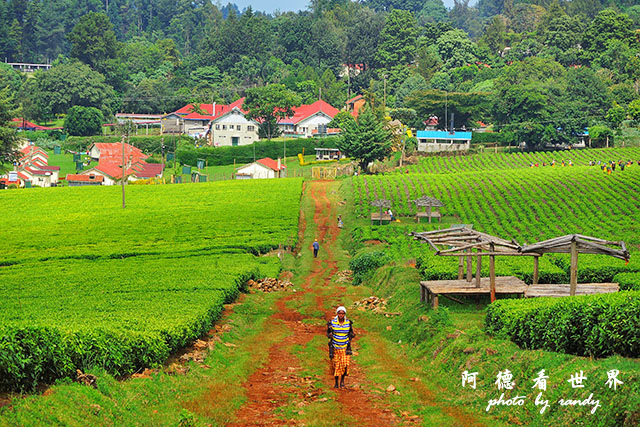 kericho2P7700 048.JPG kericho2P7700 048.JPG