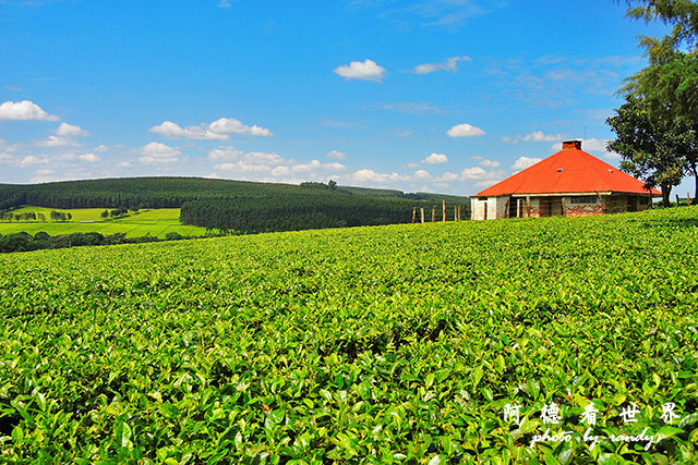 kericho2P7700 074.JPG