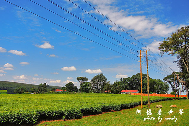 kericho2P7700 090.JPG kericho2P7700 090.JPG